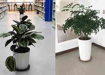 商辦空間室內植物與風水
