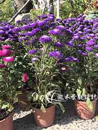 雲南菊(紫色)