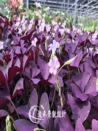 紫葉酢漿草 -幸運草
