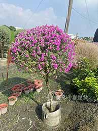 紅花玉芙蓉(棒棒糖)