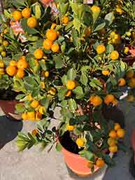 金桔樹(冬季限定&新年)