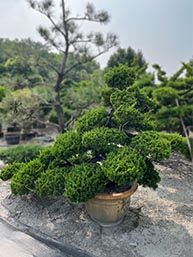 景觀植物