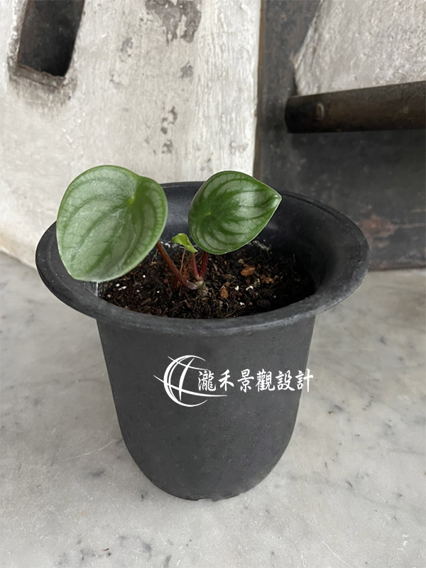 景觀植物