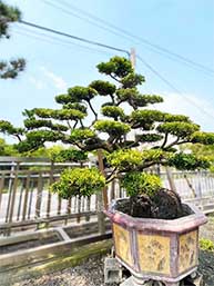 飄逸整形羅漢松(大型喬木)