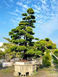 羅漢松(大型喬木2)