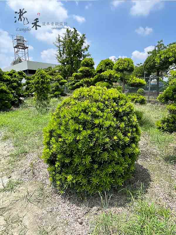 景觀植物