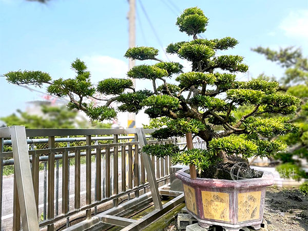 景觀植物