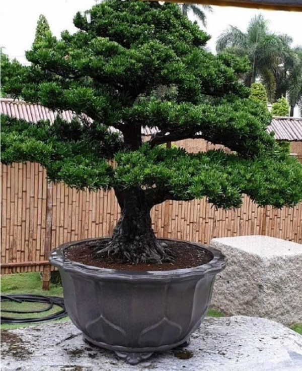 景觀植物