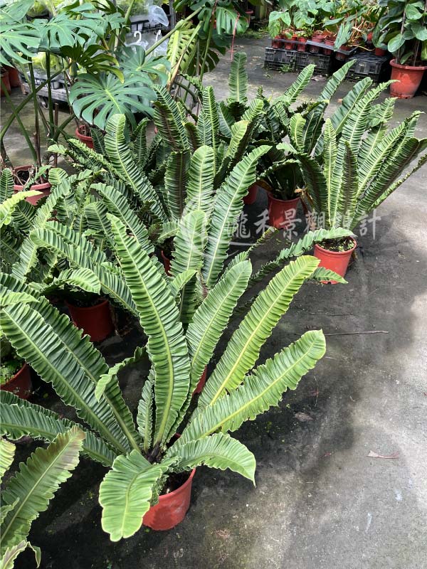 景觀植物