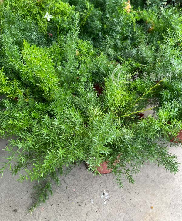 景觀植物