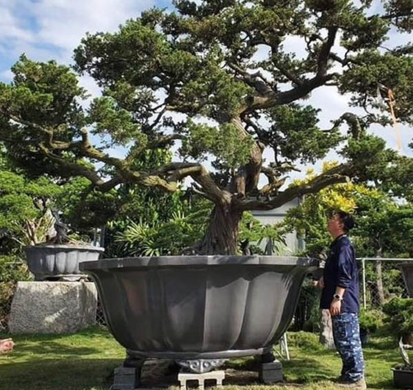 景觀植物