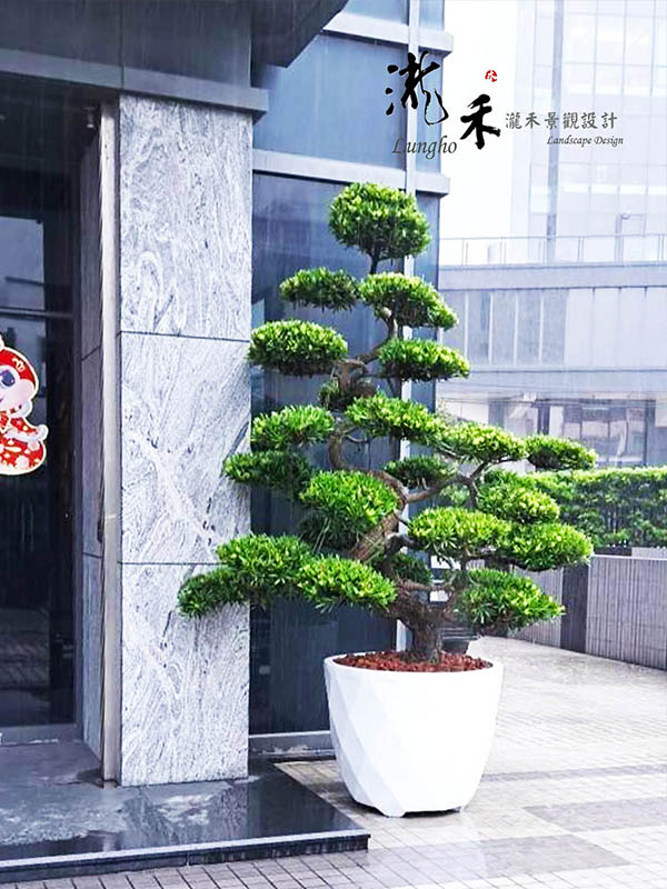 景觀植物