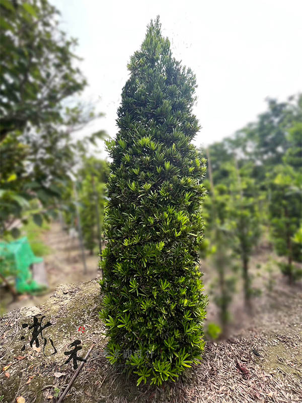 景觀植物