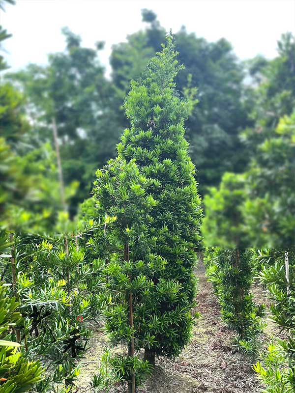 景觀植物