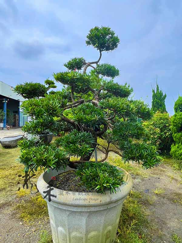 景觀植物