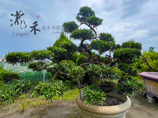 景觀植物