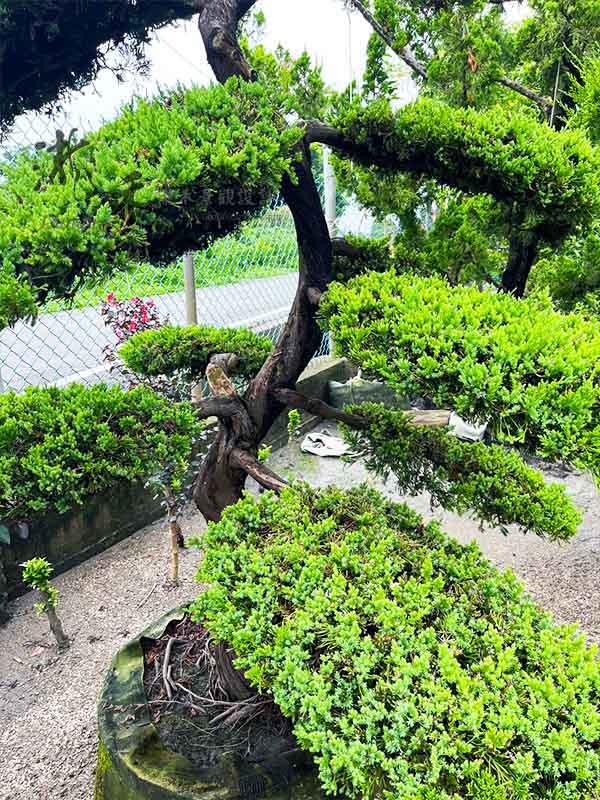 景觀植物