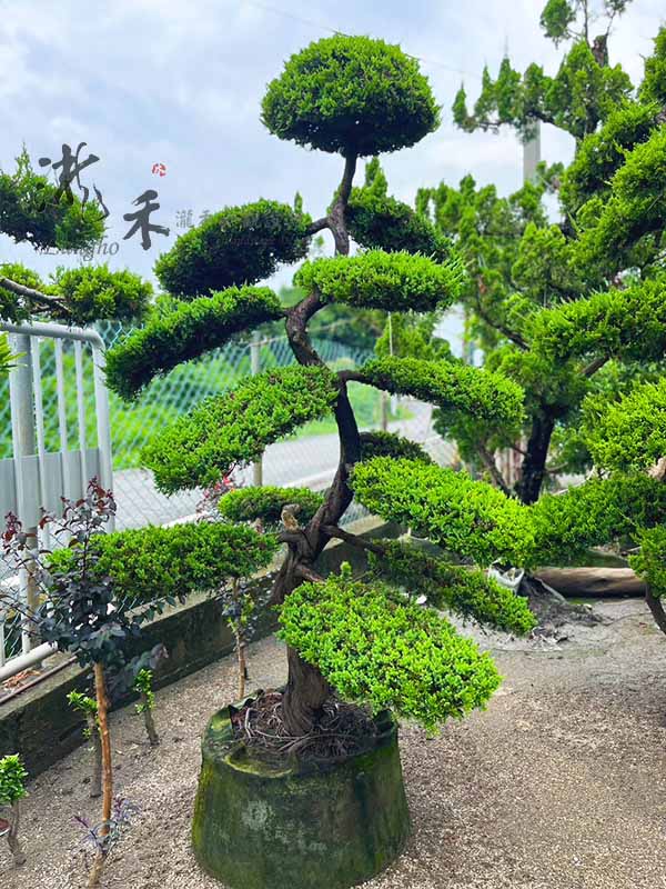 景觀植物
