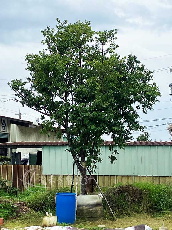 景觀植物