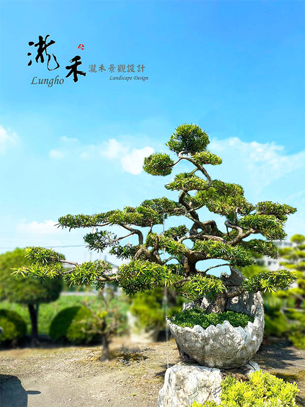 景觀植物