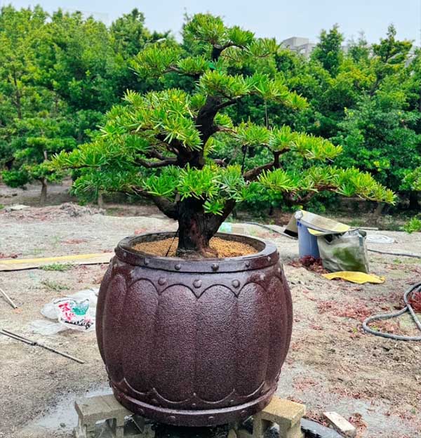 景觀植物