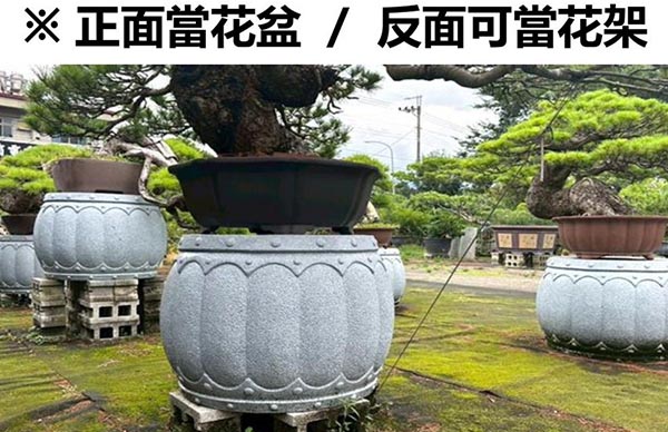 景觀植物
