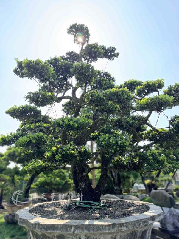 景觀植物
