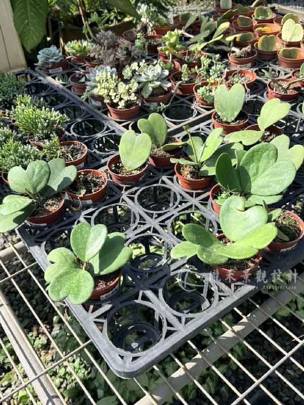 景觀植物