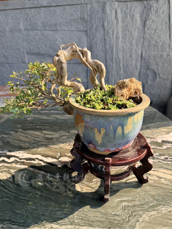 景觀植物