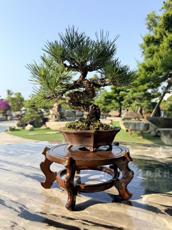 景觀植物