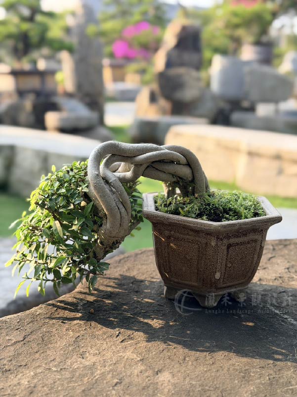 景觀植物